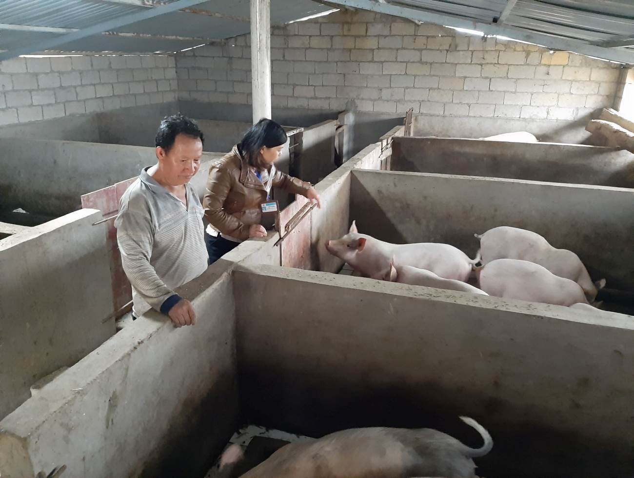 Làm giàu từ chăn nuôi lợn theo mô hình gia trại ở xã Thượng Phùng